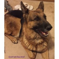 Whispering Hope Service Dogs German Shepherd Dog breeder