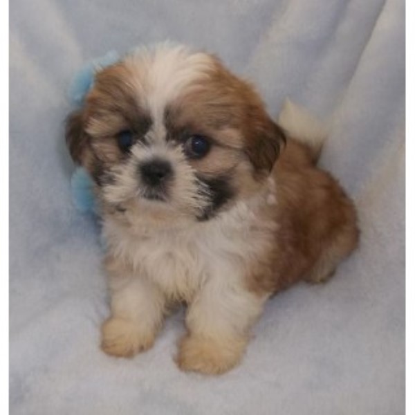 Housepuppies, Shih Tzu Breeder in Serving All The U.s., Oklahoma