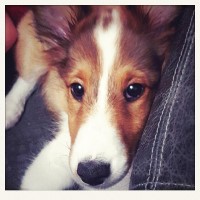 Riverbend Shelties Shetland Sheepdog breeder