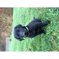 KC Canine Companions Labrador Retriever breeder