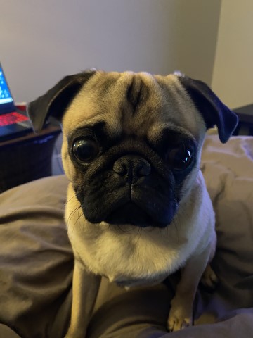 Pug Stud 27752