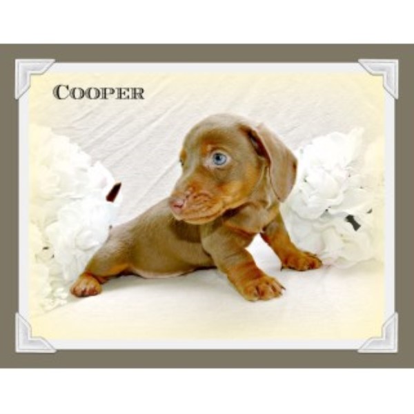 Dachshund Breeder 11309