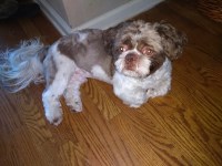 Keith Stripling - Shih Tzu Stud