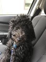 Jessica - Goldendoodle Stud