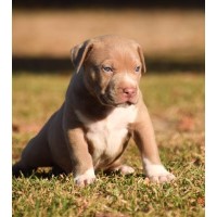 Queens Kennel American Pit Bull Terrier breeder