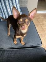 Ann Marie Shaw - Chihuahua Stud