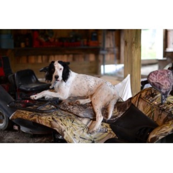 Bird Dog Hill English Setter Breeder In East Palestine Ohio