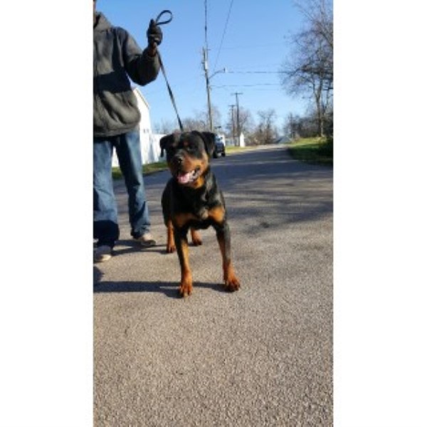 Rottweiler Breeder 25116