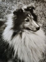 Lorel H Abrell - Shetland Sheepdog Breeder Shetland Sheepdog breeder