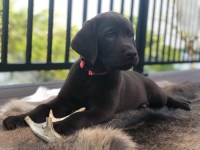 Mabry labradors Labrador Retriever breeder