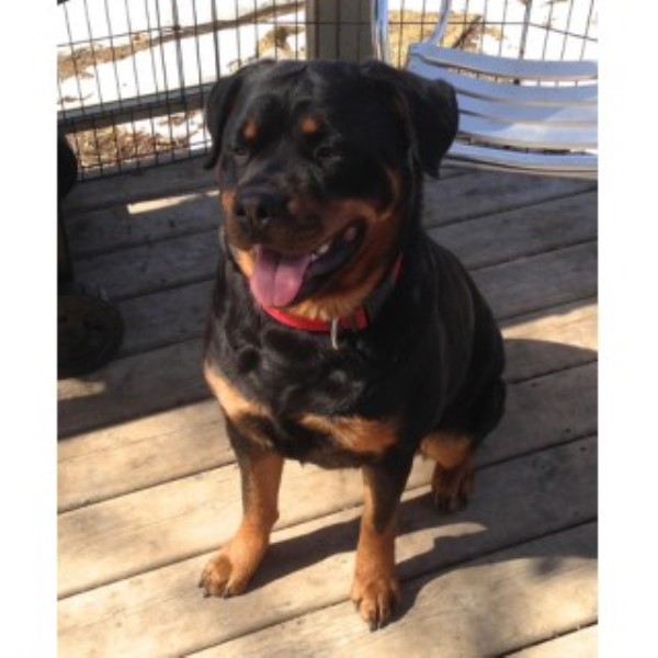 Rottweiler Breeder 22498