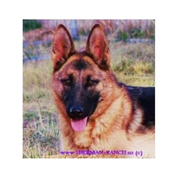 Sherman Ranch German Shepherds German Shepherd Dog