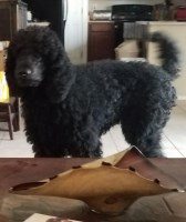 Leo - Goldendoodle Stud