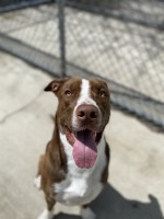 Miguel and Kacy - Border Collie Stud