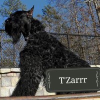 Top Dogg K9 Giant Schnauzer breeder