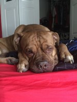 Jolanda hill - Dogue De Bordeaux Stud