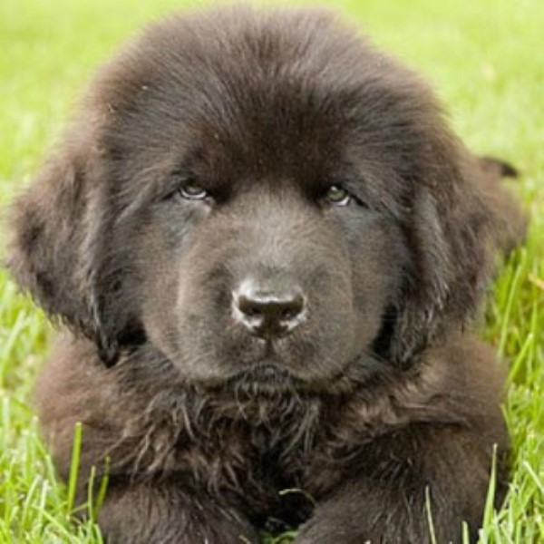 Newfoundland Dog Breeder 21680