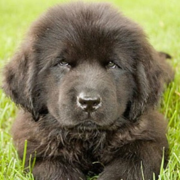 Newfoundland Dog Breeder 21680