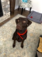 Bianca Hansen - Labrador Retriever Stud