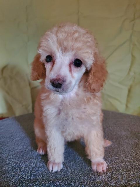 Poodle Miniature Breeder 28297