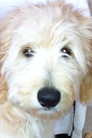 Golden Beauties...Driven To Doodles, Goldendoodle Breeder ...