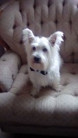 Charles Sarver - West Highland White Terrier Stud