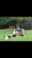 Huggins Kennels German Shepherd Dog breeder