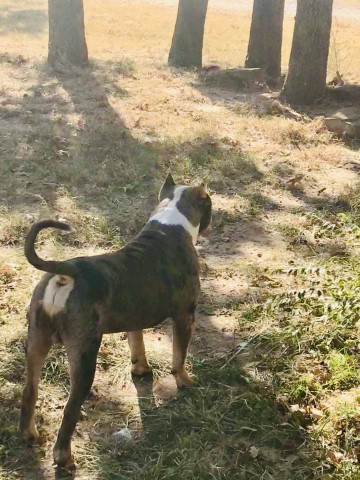 American Pit Bull Terrier Stud 28632