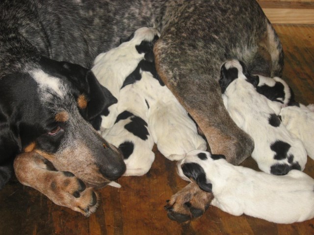 Bluetick Coonhound Breeder 26125