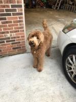 Christy Dillingham - Goldendoodle Stud
