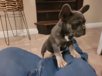 Above All Exotic Frenchies French Bulldog breeder