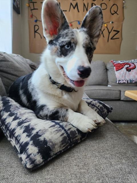 Cardigan Welsh Corgi Stud 30860