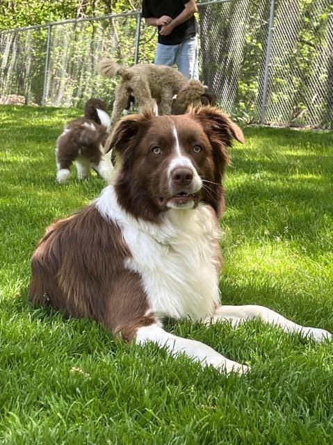 Australian Shepherd Dog Stud 31340