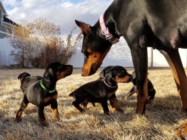 Doberman Pinscher Breeder 22368