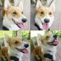 Evie Straight - Pembroke Welsh Corgi Stud
