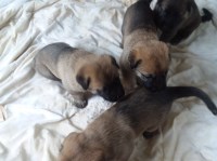 Hrye - Anatolian Shepherd Dog Breeder Anatolian Shepherd Dog breeder