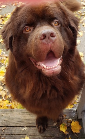 Newfoundland Dog Stud 30716