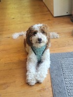 Mini - Goldendoodle Stud