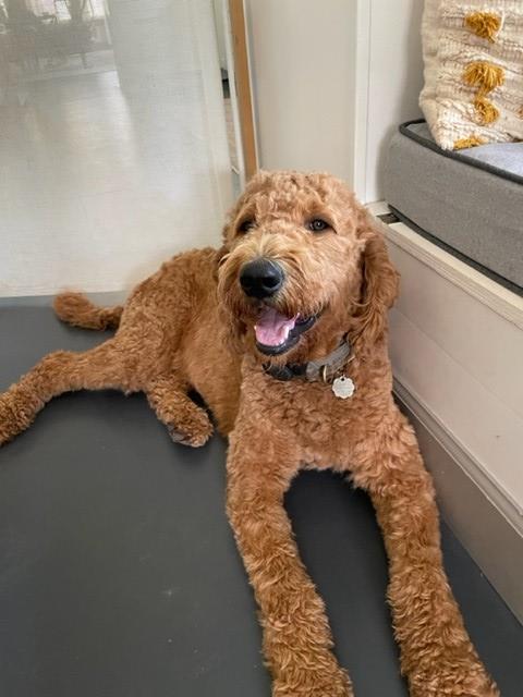 Goldendoodle Stud 30441