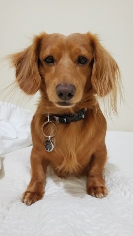 Long-Haired Dachshund