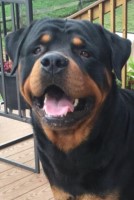 Douglas DeWeese - Rottweiler Stud
