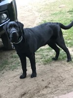 Natashia Manning - Labrador Retriever Stud