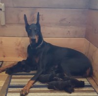 Millerdobes Doberman Pinscher breeder