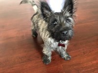 Jake Welker - Cairn Terrier Stud