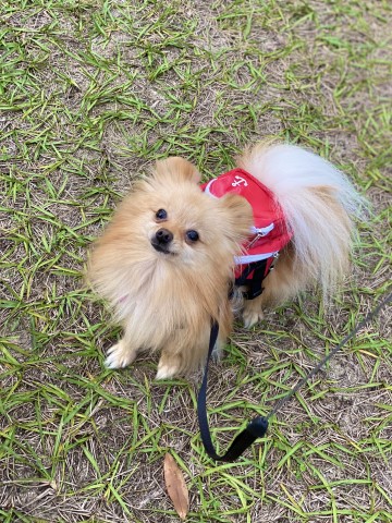 Pomeranian Stud 29747