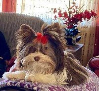 Pam's Yorkies Yorkshire Terrier breeder