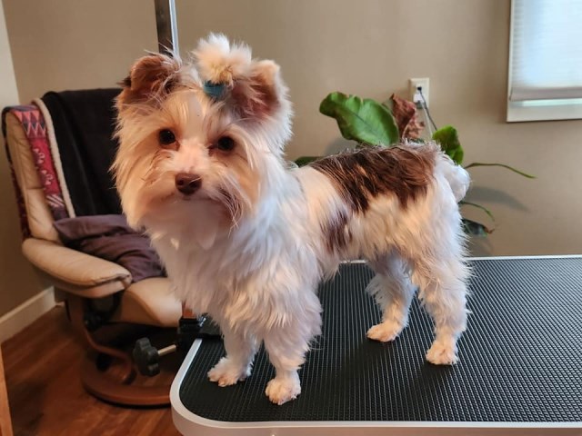 Yorkshire Terrier Stud 31487