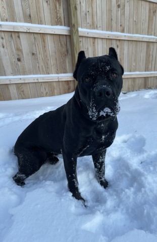 Cane Corso Stud 29530