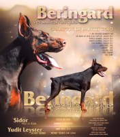 VeeM - Doberman Pinscher Stud