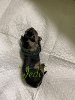 Pam - Dachshund Stud